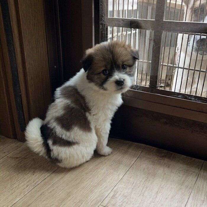 【画像】1年ぶりの帰省で「違う犬を飼ったの？」と間違われた愛犬の驚くべき変貌