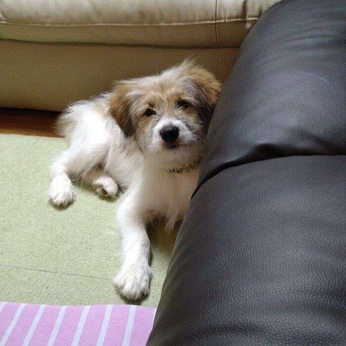 【画像】1年ぶりの帰省で「違う犬を飼ったの？」と間違われた愛犬の驚くべき変貌