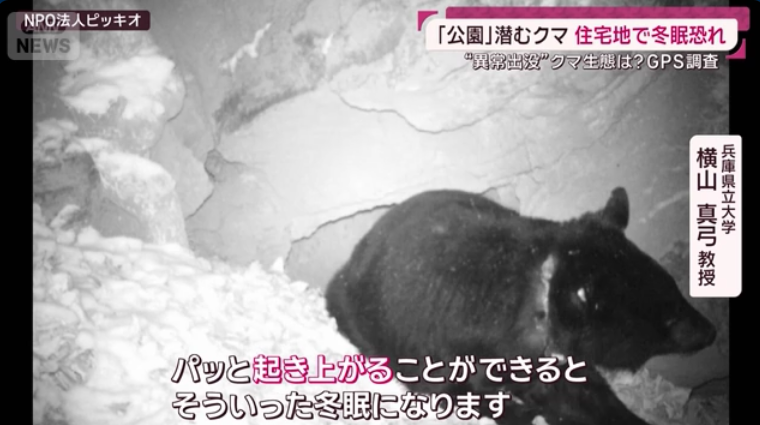 住宅地からわずか30m「公園」に潜むクマを3日連続ドローンで捉える