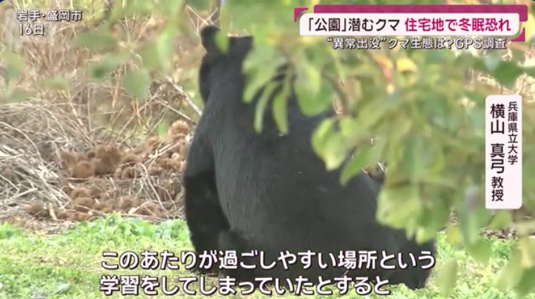 住宅地からわずか30m「公園」に潜むクマを3日連続ドローンで捉える