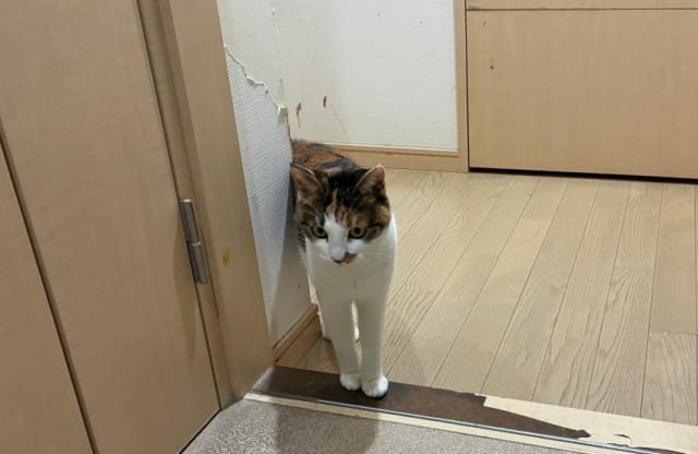 撫でられるのも抱っこされるのもイヤ。お風呂の前で飼い主を待つ猫は何を望んでいるのか