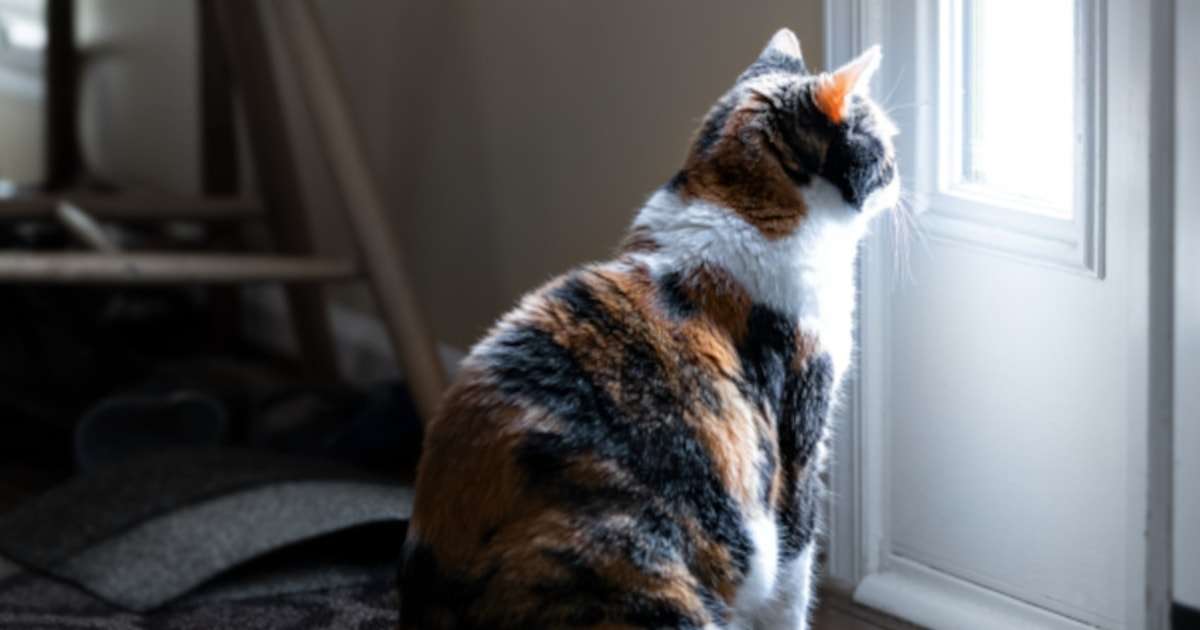 撫でられるのも抱っこされるのもイヤ。お風呂の前で飼い主を待つ猫は何を望んでいるのか（高倉 はるか） | FRaU