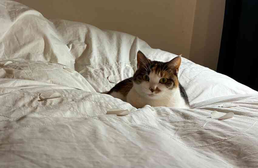 撫でられるのも抱っこされるのもイヤ。お風呂の前で飼い主を待つ猫は何を望んでいるのか