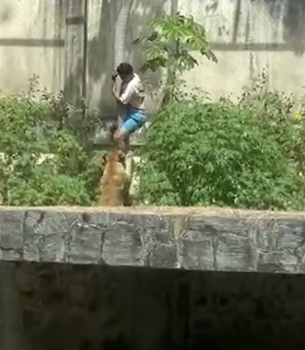 19歳男性、ライオン檻に侵入し死亡＝家族連れで賑わう動物園で悲劇