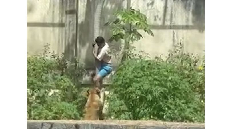 男性がライオン檻に侵入し死亡＝家族連れで賑わう動物園で悲劇 | 南米の鼓動をキャッチ！ ブラジル日報