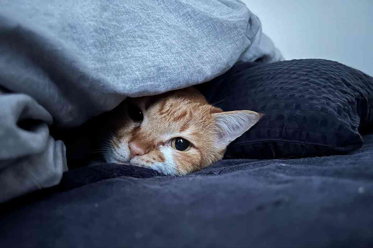 「今年も猫に見送ってもらえない季節が来た」寒い朝の独特な「行ってらっしゃい」に3.3万“いいね”　「それがねこ」