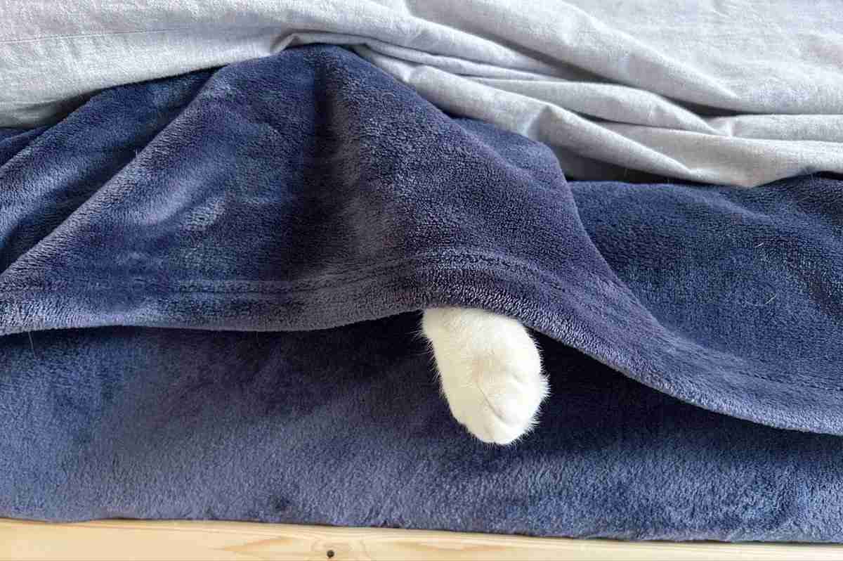 「今年も猫に見送ってもらえない季節が来た」寒い朝の独特な「行ってらっしゃい」に3.3万“いいね”　「それがねこ」