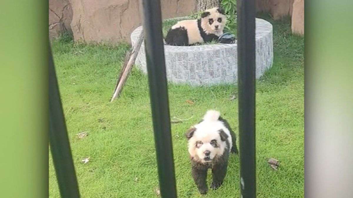 中国の動物園の「パンダ犬」、ネットで拡散　着色したチャウチャウが来園者を魅了 - CNN.co.jp