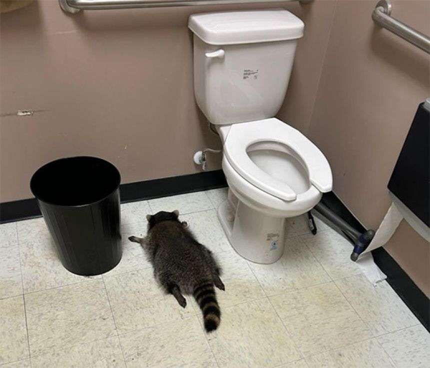 酒屋に侵入したアライグマが酒をガブ飲み。酔っぱらってトイレで行き倒れる