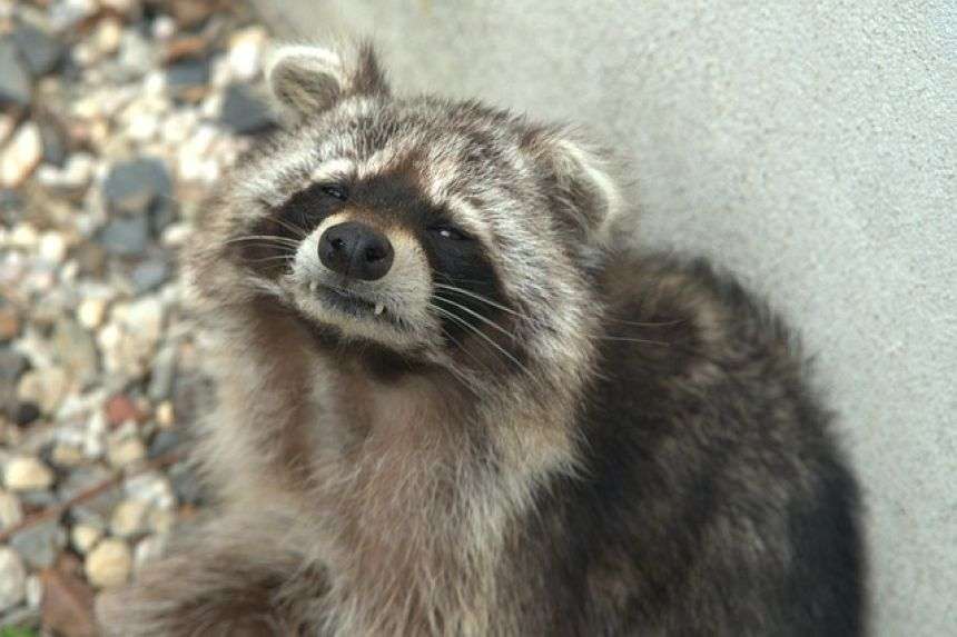 酒屋に侵入したアライグマが酒をガブ飲み。酔っぱらってトイレで行き倒れる