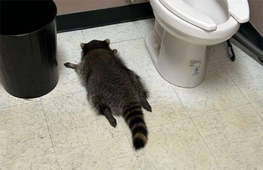 酒屋に侵入したアライグマが酒をガブ飲み。酔っぱらってトイレで行き倒れる