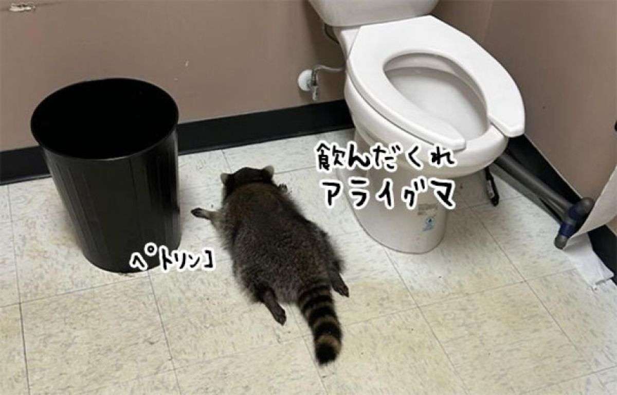 酒屋に侵入したアライグマが酒をガブ飲み。酔っぱらってトイレで行き倒れる | カラパイア