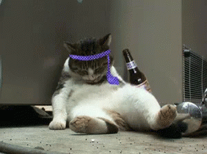 酒屋に侵入したアライグマが酒をガブ飲み。酔っぱらってトイレで行き倒れる