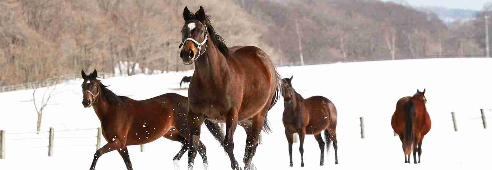 競走馬のふるさと案内所