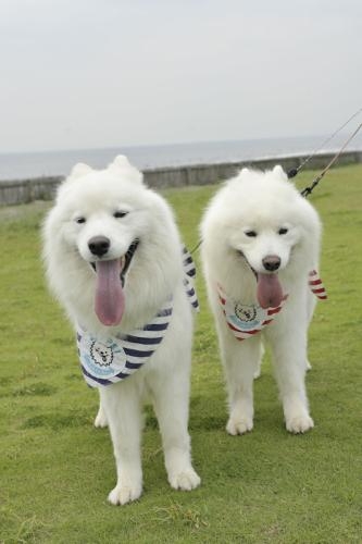 【記事全文】兄弟犬ＺＩＰＰＥＩ急死…車内エアコン切れ熱中症か… - スポニチ Sponichi Annex 芸能