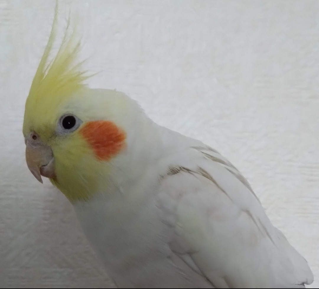 【世界最小のオウム】オカメインコ好きな人、飼ってる人Part4【オレンジチーク】