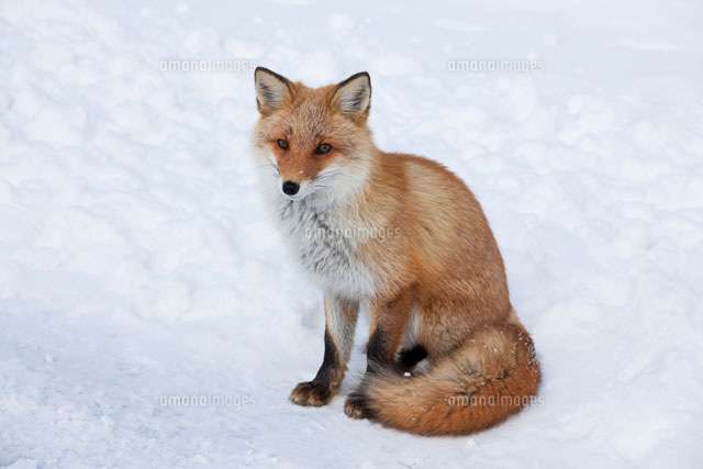 🐂今日、ペット以外で見かけた動物は何ですか?