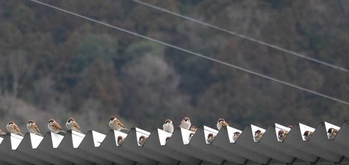 【すずめ】雀が好きな人！【スズメ】