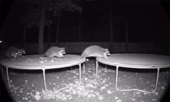 AI動画・画像の見極めが難しくて疲れる