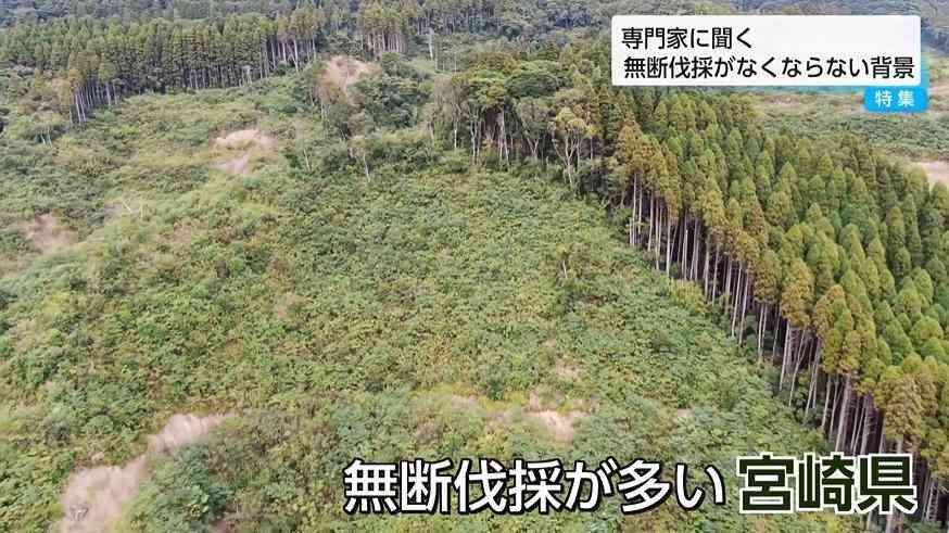 「激怒しかありません」宮崎で相次ぐ山林無断伐採の実態 ー被害者の悲痛な叫び・伐採業者は「盗伐ではなく誤伐」と主張ー｜｜ニュースセレクション｜UMKテレビ宮崎