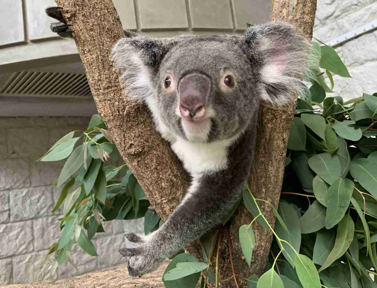 「エサ代、いちばん高いのは？」→飼育員「ダントツでコアラです！」 理由は“土地管理費と人件費” | ラジトピ ラジオ関西トピックス