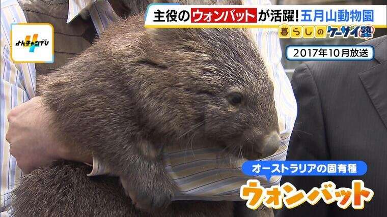 コアラのエサ代は年間1,000万円！？でも入園料収入は費用の６割...公営動物園の『お財布事情』「推し」動物への寄付にグッズを展開する園も | 特集 | MBSニュース
