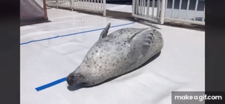 アザラシがぷかぷか浮いているだけで幸せな気分になれる動画