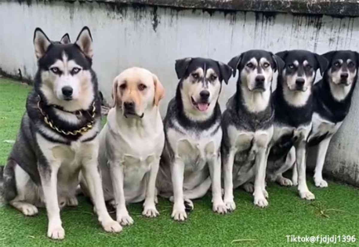 ゴールデンレトリバーとハスキーのミックス犬「ゴベリアン」の魅力にズームイン！