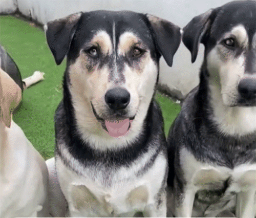 ハスキーがお父さん、ラブラドールがお母さん、その子犬たちの姿は？