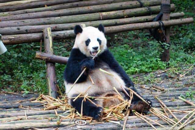 「パンダ、そんなにいてほしいですか？」と古市憲寿氏　阿川佐和子さんも「ネットで見ればいいでしょう」: J-CAST ニュース