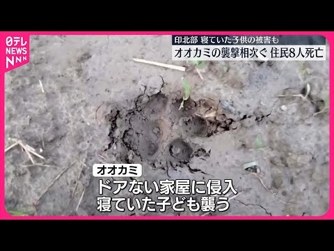 【子ども含む8人死亡】インドでオオカミに襲われる被害相次ぐ
