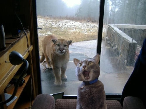 これみて一言面白いこと言った人優勝