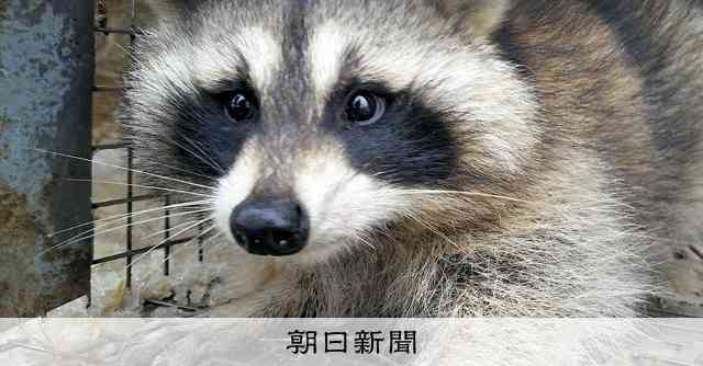 「ラスカル」きっかけ　アライグマ被害が過去最高　トウモロコシ好き [北海道]：朝日新聞