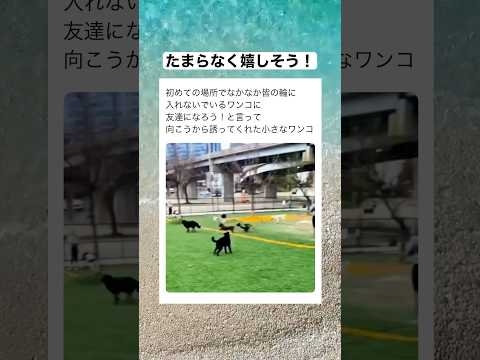 なかなかみんなの輪に入れないワンちゃんに手を差し伸べたのは...　#shorts #動物 #おすすめ