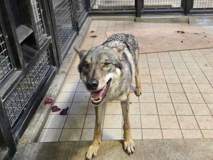 【画像】多摩動物公園が檻の外に出たオオカミについて報告→”脱走から戻ってきた飼い犬”と同じ表情で話題に「充実した顔してて草」