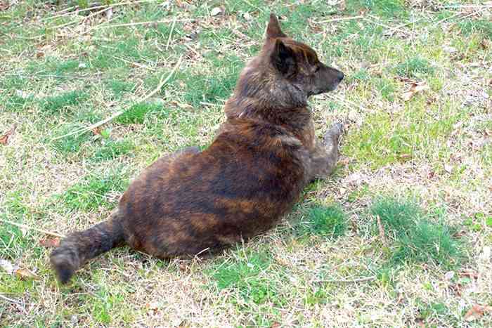 甲斐犬２匹逃走、通行人かまれる　沖縄・石垣島