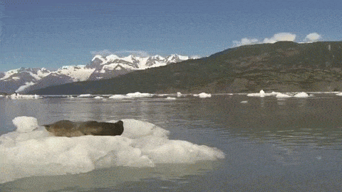 アザラシがぷかぷか浮いているだけで幸せな気分になれる動画