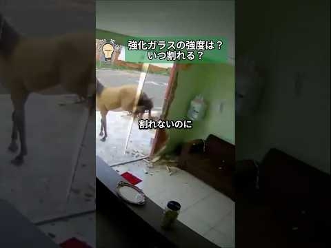 強化ガラスの強度は？いつ割れる？ #実験 #強化ガラス #面白い