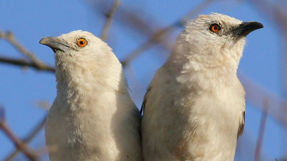 「子どもをたくさん産んだメスほどバカな鳥」が報告される - GIGAZINE