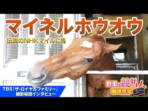 【マイネルホウオウ】　日曜劇場「ザ・ロイヤルファミリー」出演　担当者はおっとり表情を心配「おとなしい馬だとバレてしまうような…」　東京競馬場誘導馬の優等生の今