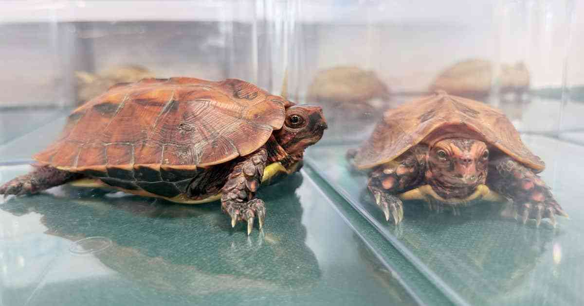 中国人4人「やんばるの森」や離島で密猟か　ビスケットと偽り絶滅危惧種のカメを大量密輸