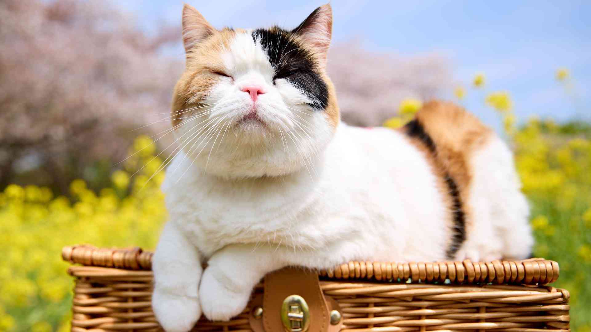 愛子さま、保護猫『美海ちゃん』に込めた願い　広がる影響とは #エキスパートトピ（石井万寿美） - エキスパート - Yahoo!ニュース