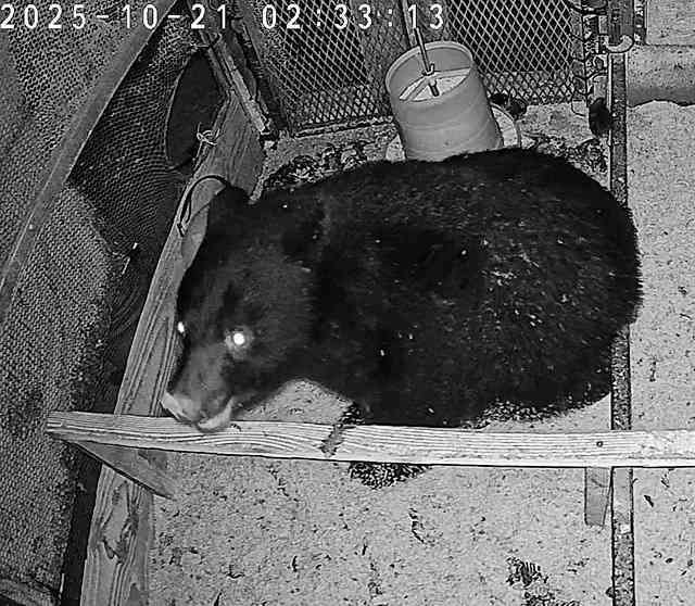 小国町で地鶏のクマ食害相次ぐ　鶏舎侵入、計約180羽襲われる