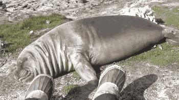 アザラシがぷかぷか浮いているだけで幸せな気分になれる動画