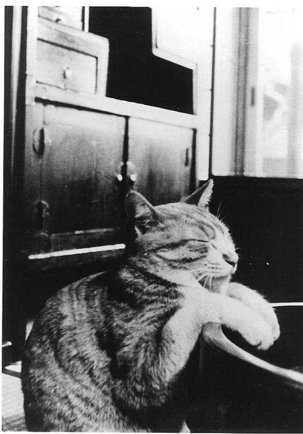 「いわゆる“ネコハラ”の痕跡でしょうか」 江戸時代の公式日記に残されていた猫のいたずらが話題 「いつの時代もにゃんこは最強」