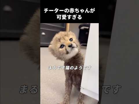 チーターの赤ちゃんが可愛いすぎる