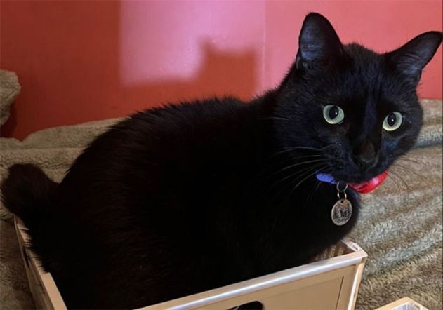 飼い主が寝ている間に発作を予知した猫。一晩中寄り添い「ふみふみ」で安心させる