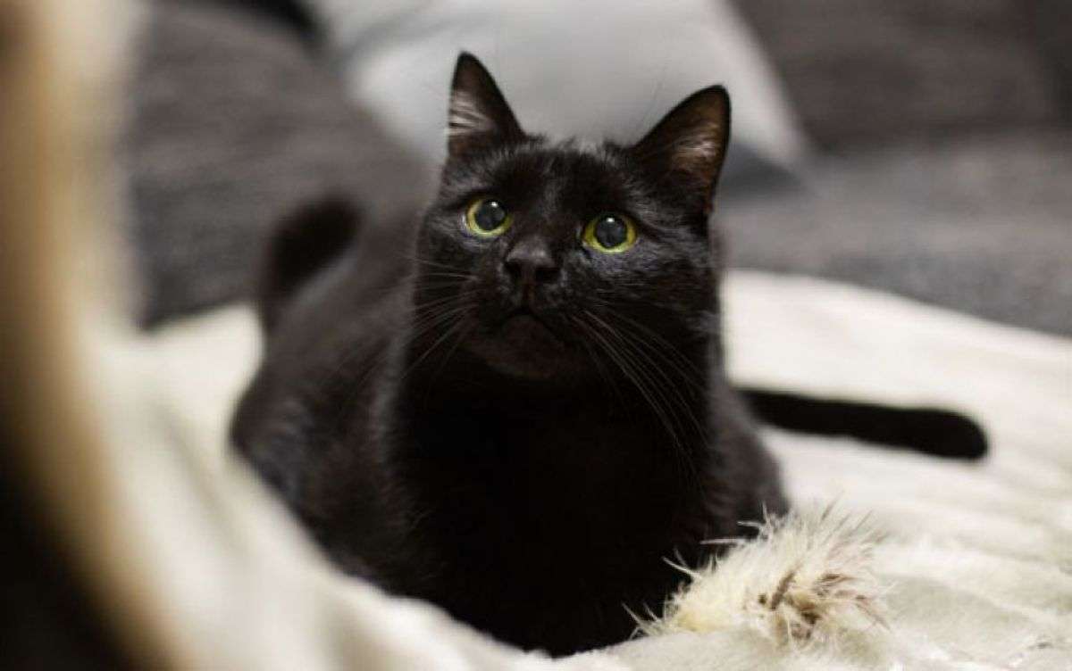 飼い主が寝ている間に発作を予知した猫。一晩中寄り添い「ふみふみ」で安心させる | カラパイア