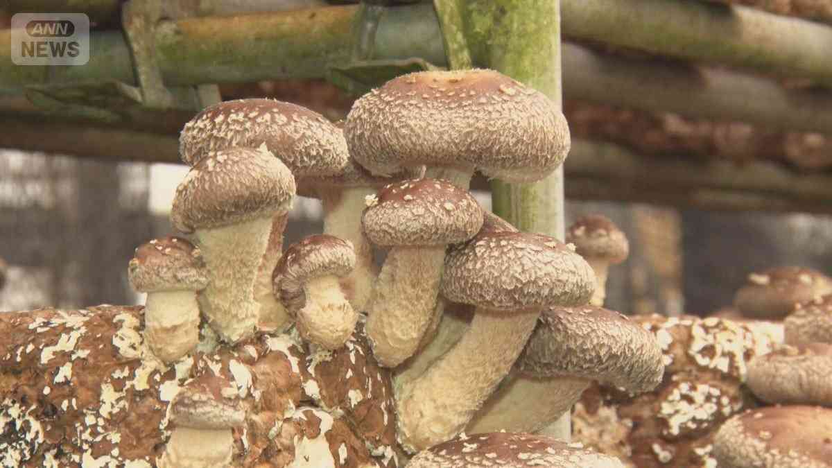 食用キノコでも食中毒に注意　加熱足りず「シイタケ皮膚炎」発症　安全に食べるには？