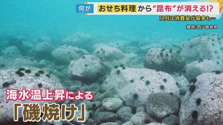 「だし文化」存続の危機　「今世紀末には北海道から昆布がなくなってしまうのでは」　原因は海水温上昇による海底の“磯焼け”　不漁で入荷なしの年も　